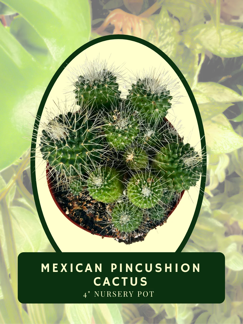 Mexican Pincushion Cactus (Mammillaria magnimamma) product image (2)