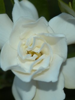 Gardenia Digital Wallpaper Set product image (3)
