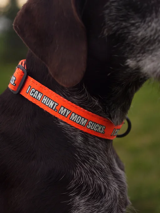 "I Can Hunt. My Mom Sucks" Upland Hunting Dog Collar product image (2)