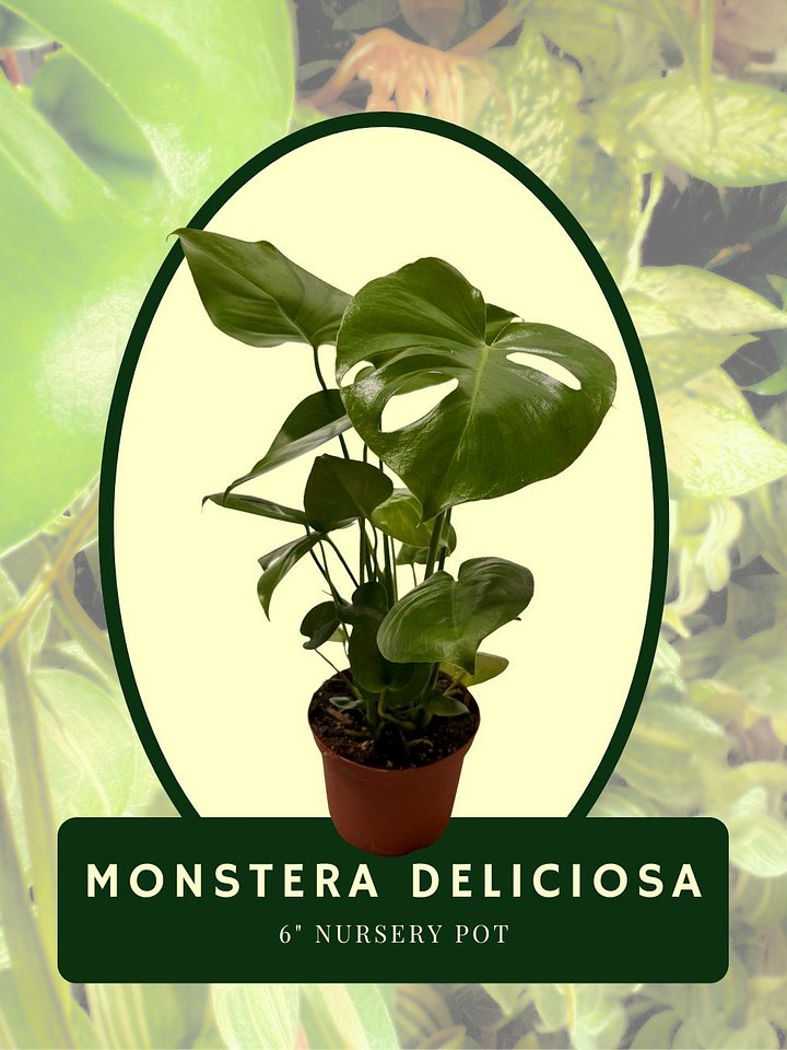 Monstera Deliciosa product image (1)