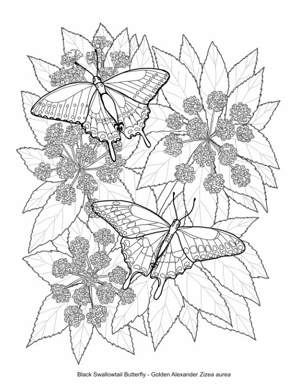 Printable Butterfly Colouring Pages - Free download product image (3)