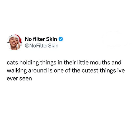 <<<<< cats with their favorite toys
