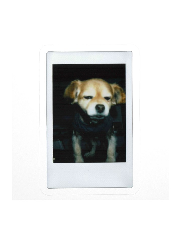 Polaroid E Sticker product image (1)