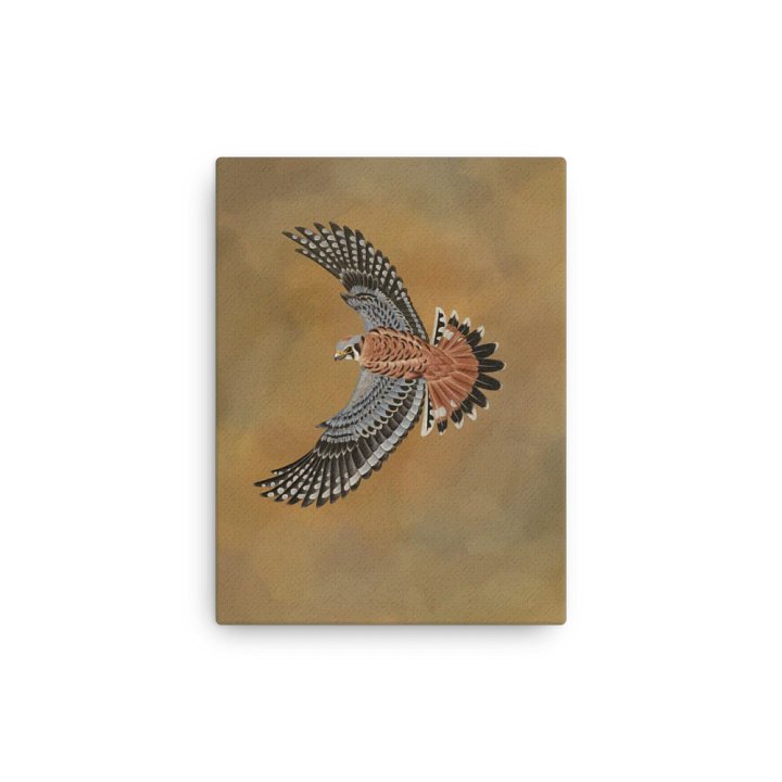 American Kestrel 2019 product image (6)