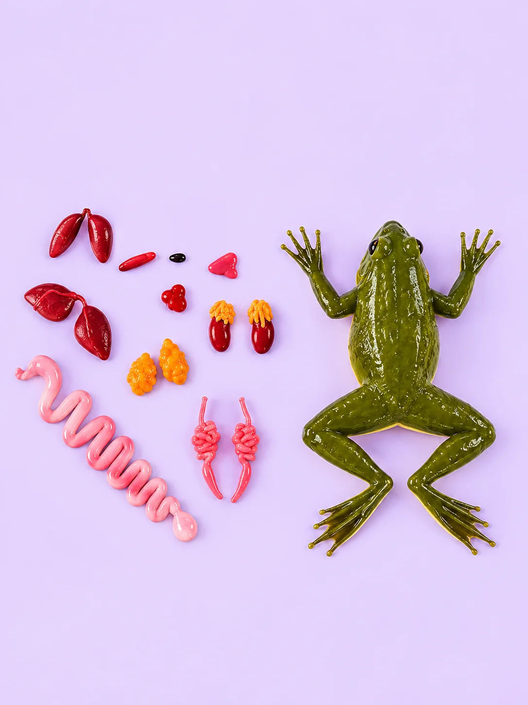 Anatomically Acurate Dissection Models (Piglet and Frog) product image (9)