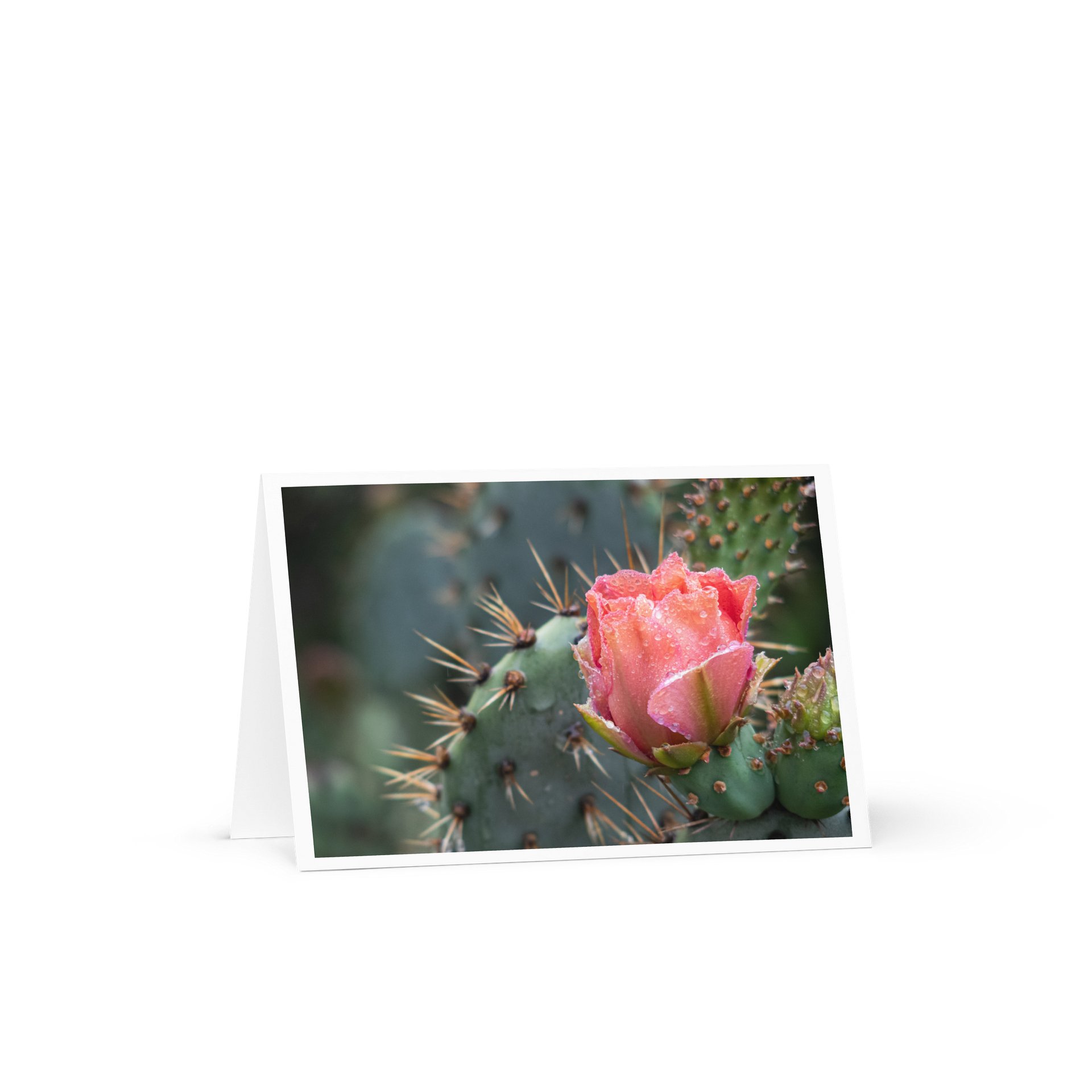 Flowering Cactus - Greeting Card product image (1)