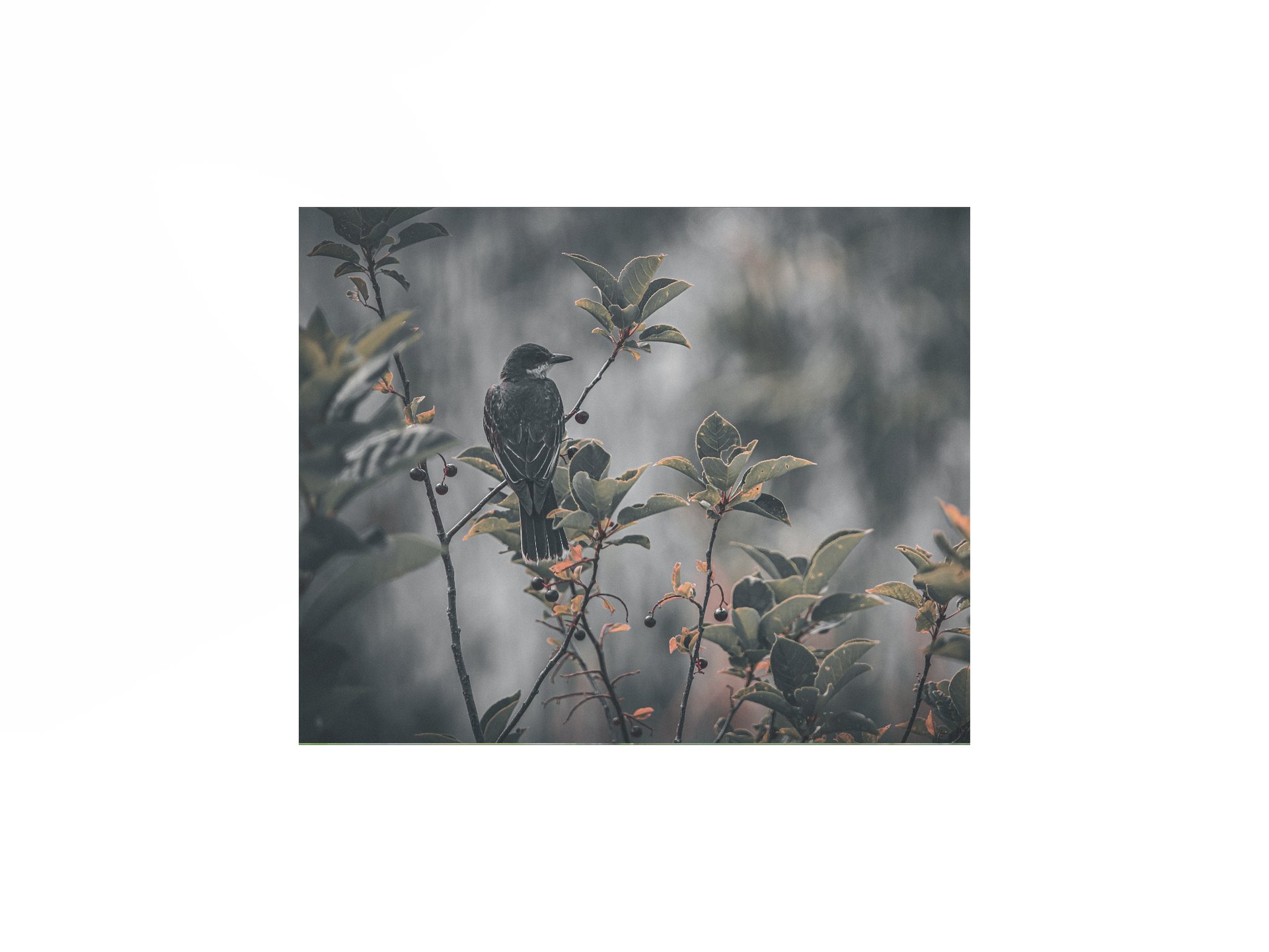 Eastern Kingbird Poster product image (1)