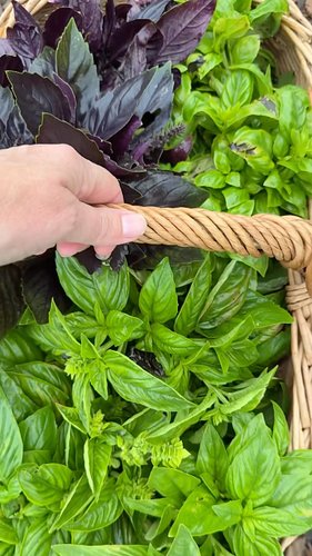 This #harvest includes green and purple basil from my #backyardgarden in #maryland 

I also turn this big basil harvest into ...