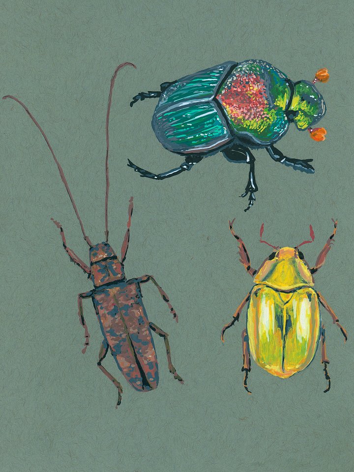 Beebles - ORIGINAL product image (1)