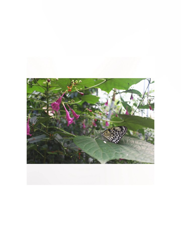 Yellow Butterfly on a Leaf product image (1)