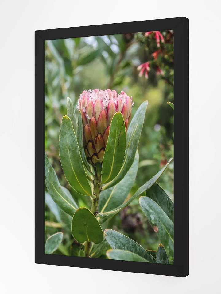 Print Fine Art - Susara The Hidden Bloom product image (3)