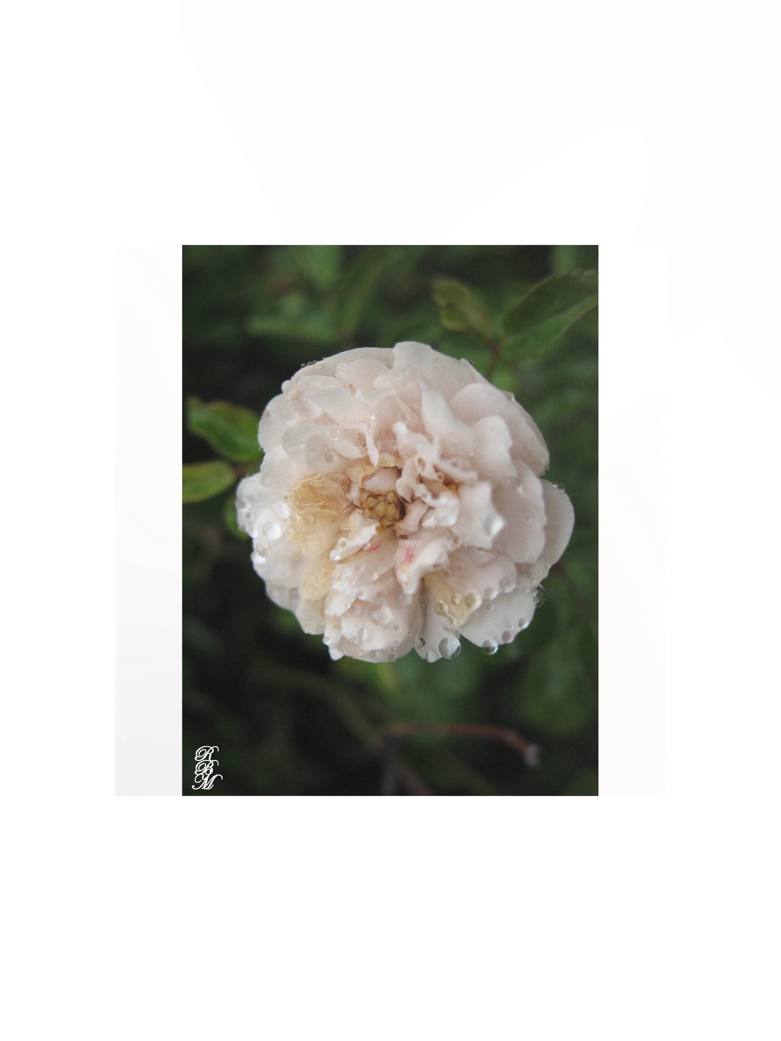 Dew on a Flower product image (2)