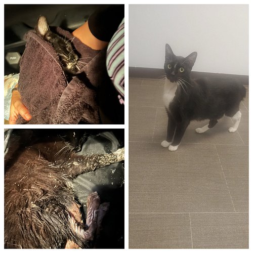 Five days ago, we rushed this cat to Emporia Veterinary Hospital during a rain storm late one night. He was unable to walk, h...