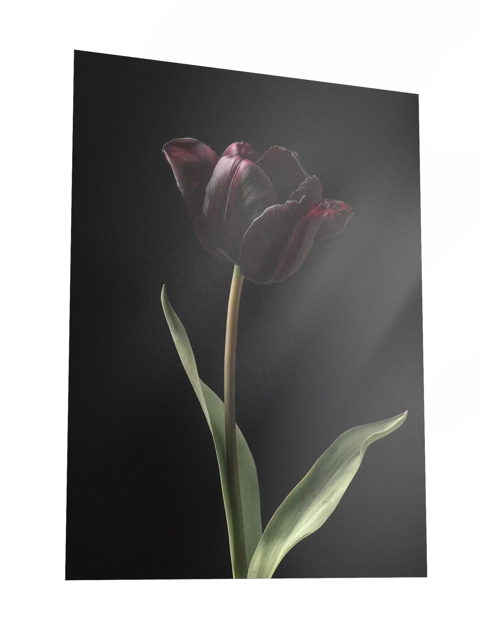 Tulips After Dusk II — Solitary Flame Fine Art Print product image (3)
