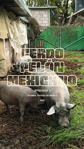 Así se cría al cerdo pelón mexicano 🐖🇲🇽 #Productores