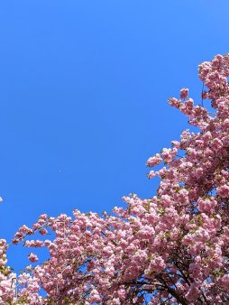 Cherry Blossom Arch Digital Wallpaper Set product image (3)