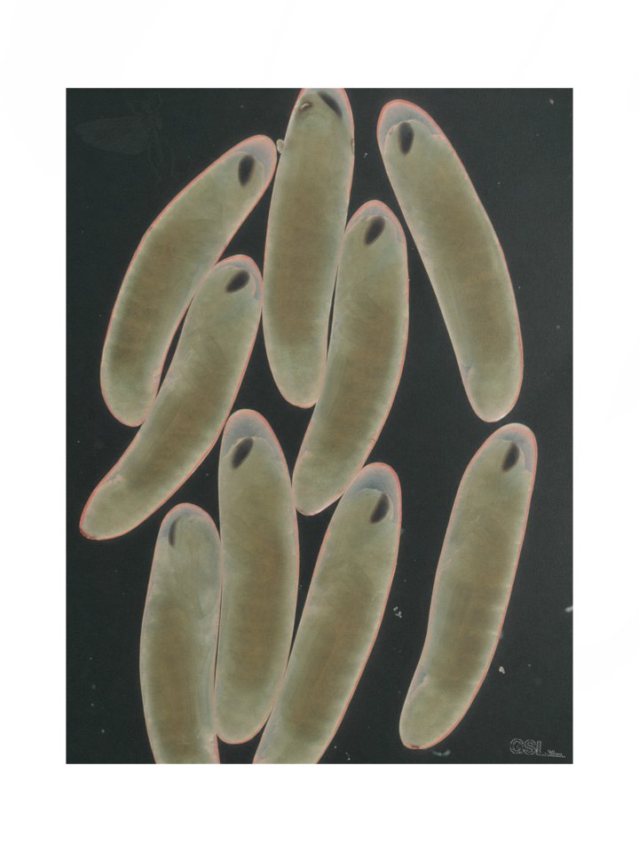 dischargedflightposter product image (1)