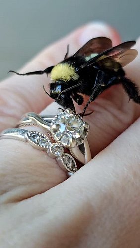 Look at this cute bumblebee clean his tongue 🥹 you can even see the fold crease in it

I found this American bumblebee restin...