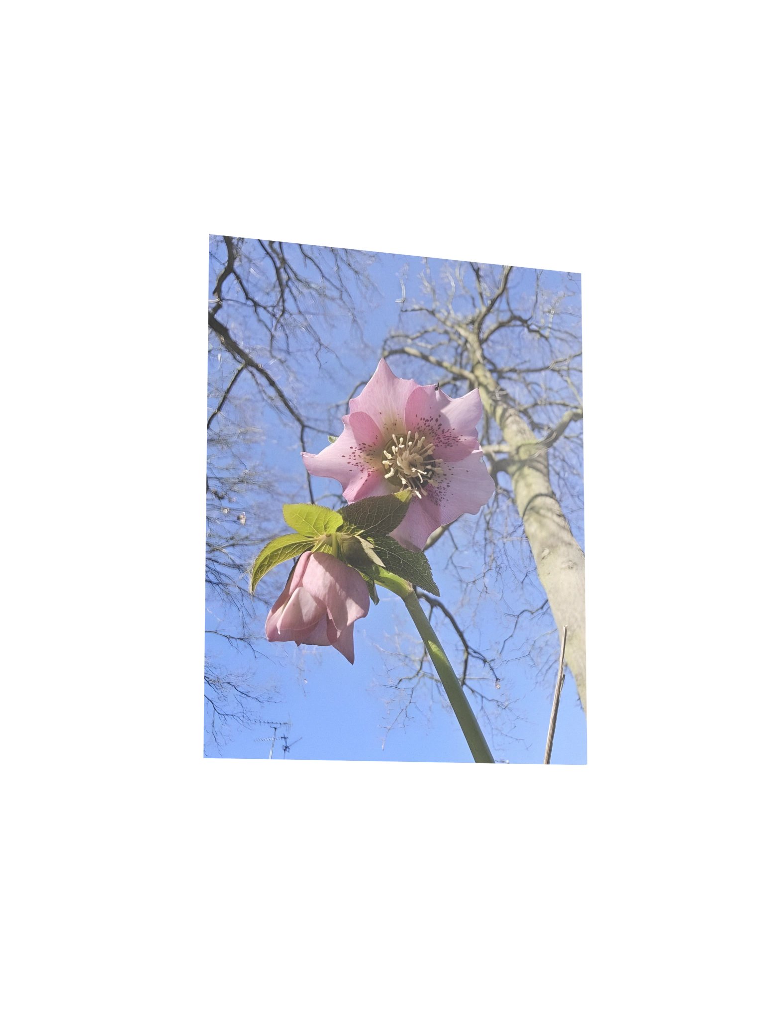 Hellebore from Below product image (3)