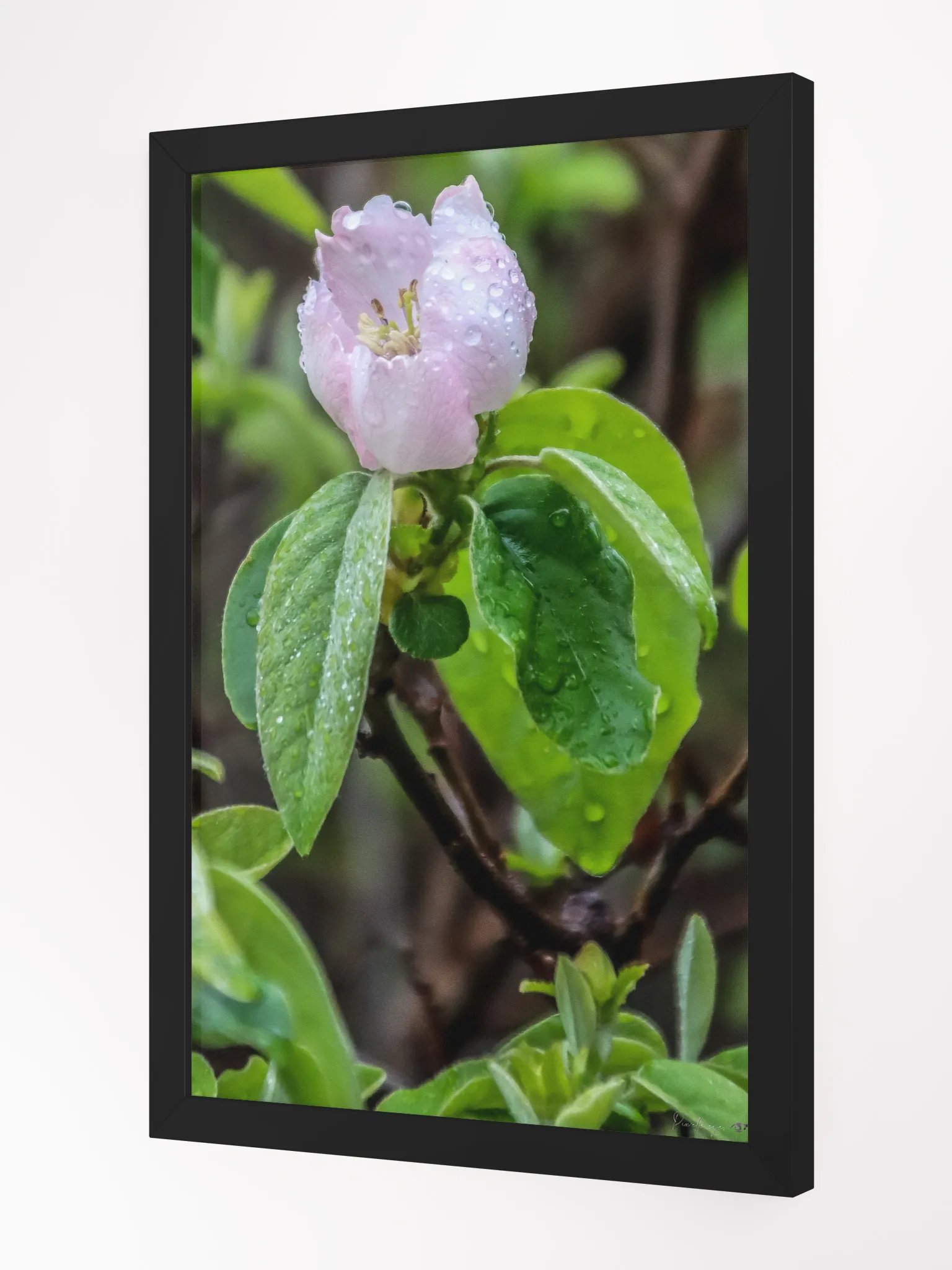 Print Fine Art - Awakening Under the Dew 🌸 product image (3)