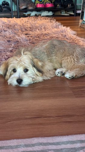 Day 3 of posting every day for September! Here’s some joy from getting our puppy routine figured out and playing with Gimli!