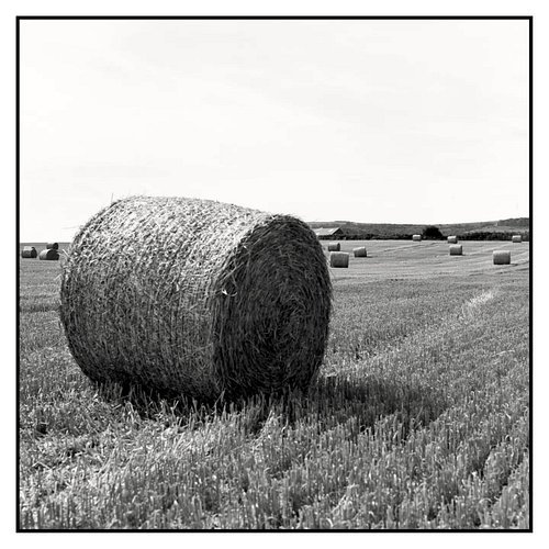 Loved this field. I'd like to have had more time there. Hey ho! The 2nd photo I used an Orange Filter. Kodak tmax 100 develop...