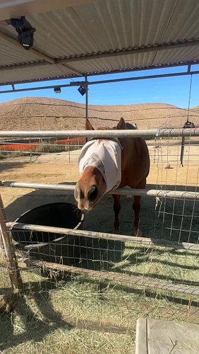 Apple prices are through the roof!! #horse #horsesofinstagram #equestrian #quarterhorse