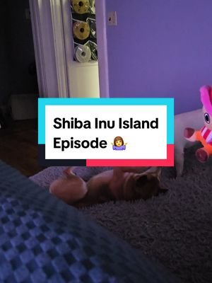 On today's episode of SHIBA ISLAND  #shibainu #notapolarbear #rumi #deku #talkingdog 
