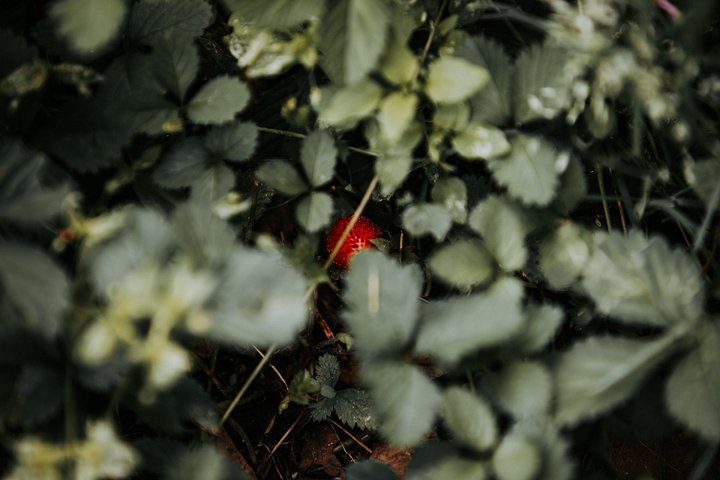 Little berry product image (1)
