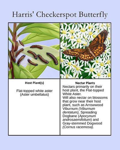 The Harris' Checkerspots host plant is just one species - the Flat-topped Aster. Fortunately, it grows in abundance in rural ...