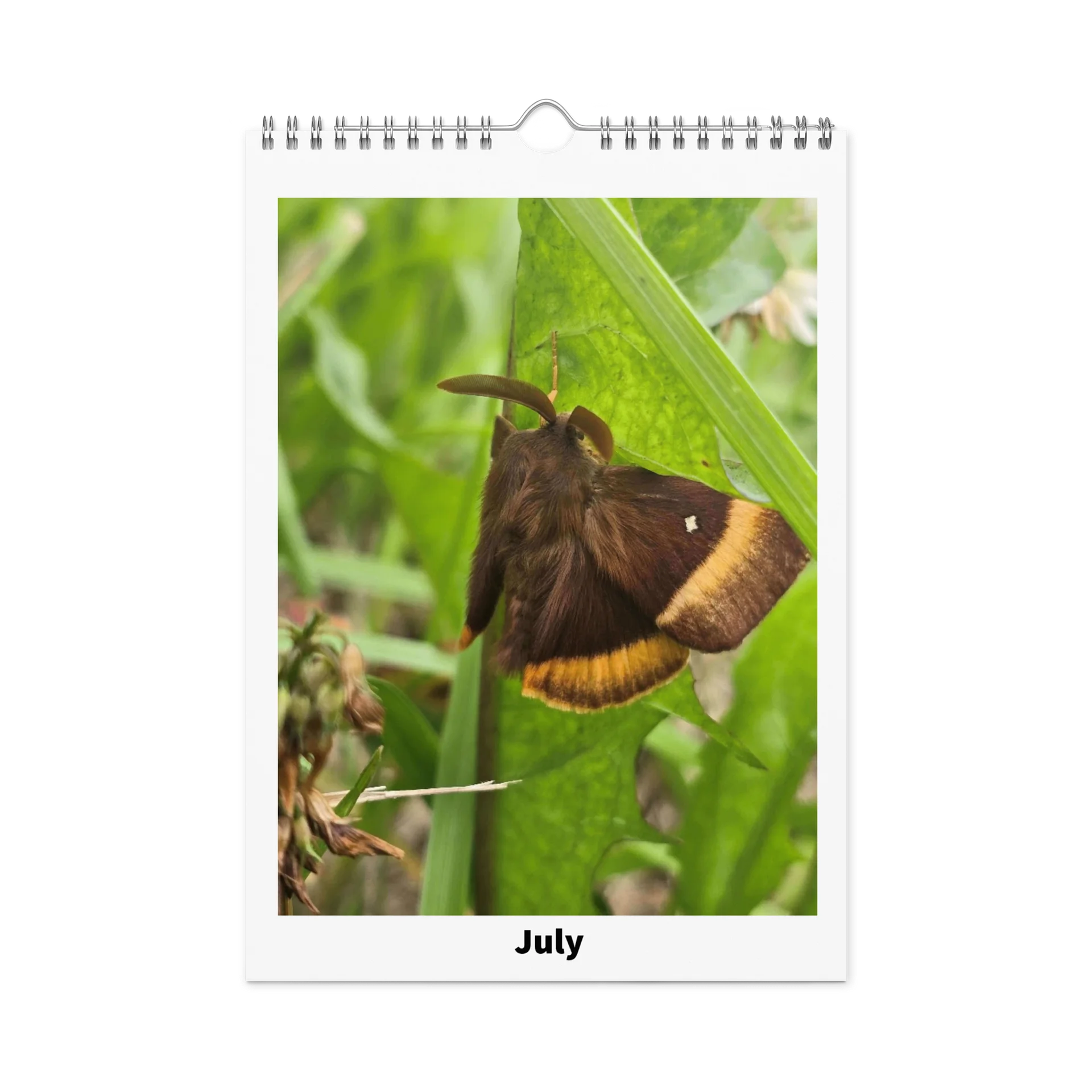 Ian's Insect Calendar product image (7)