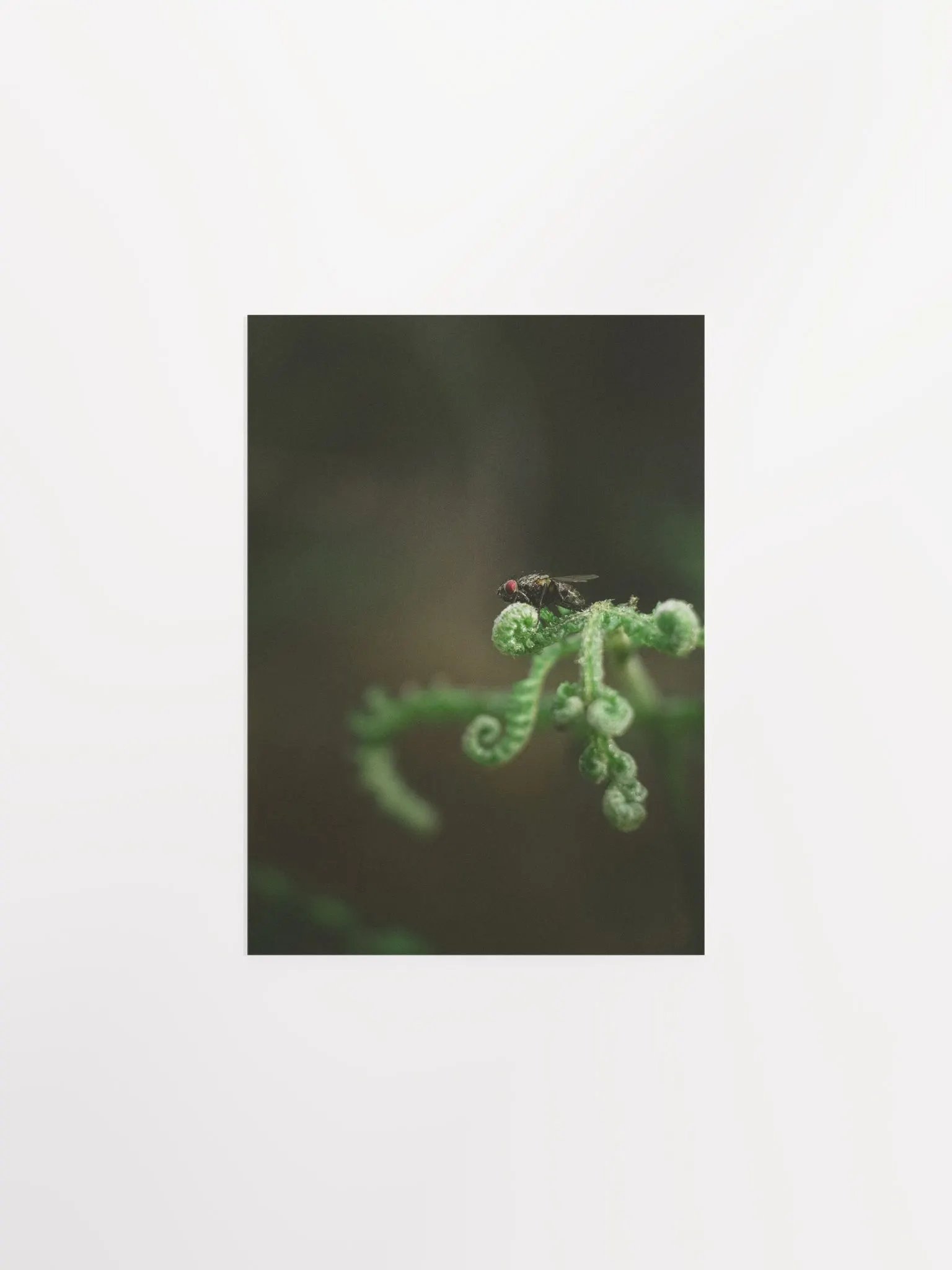 The fly product image (2)