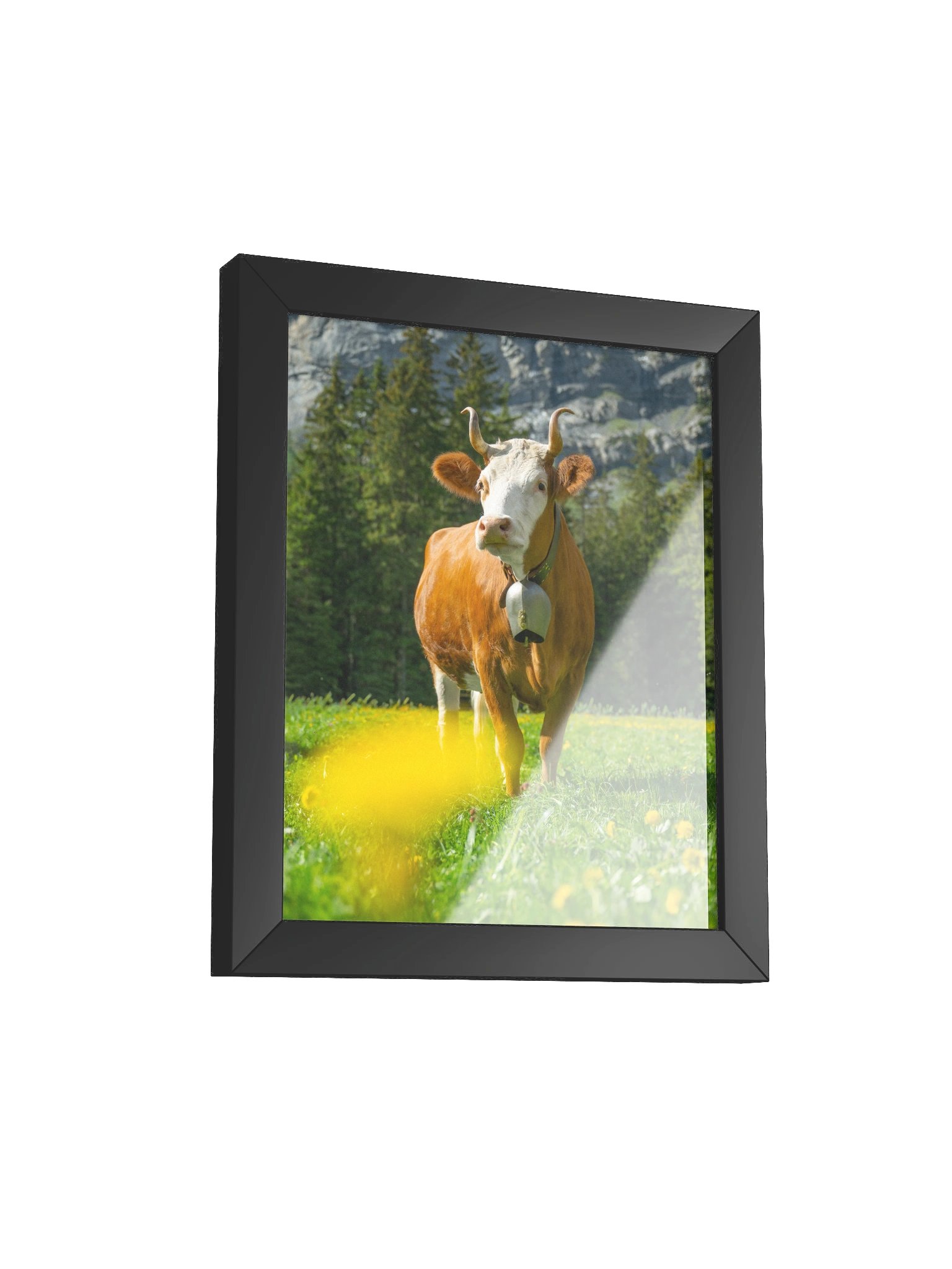Simmentaler Cow (Original swiss breed) product image (21)