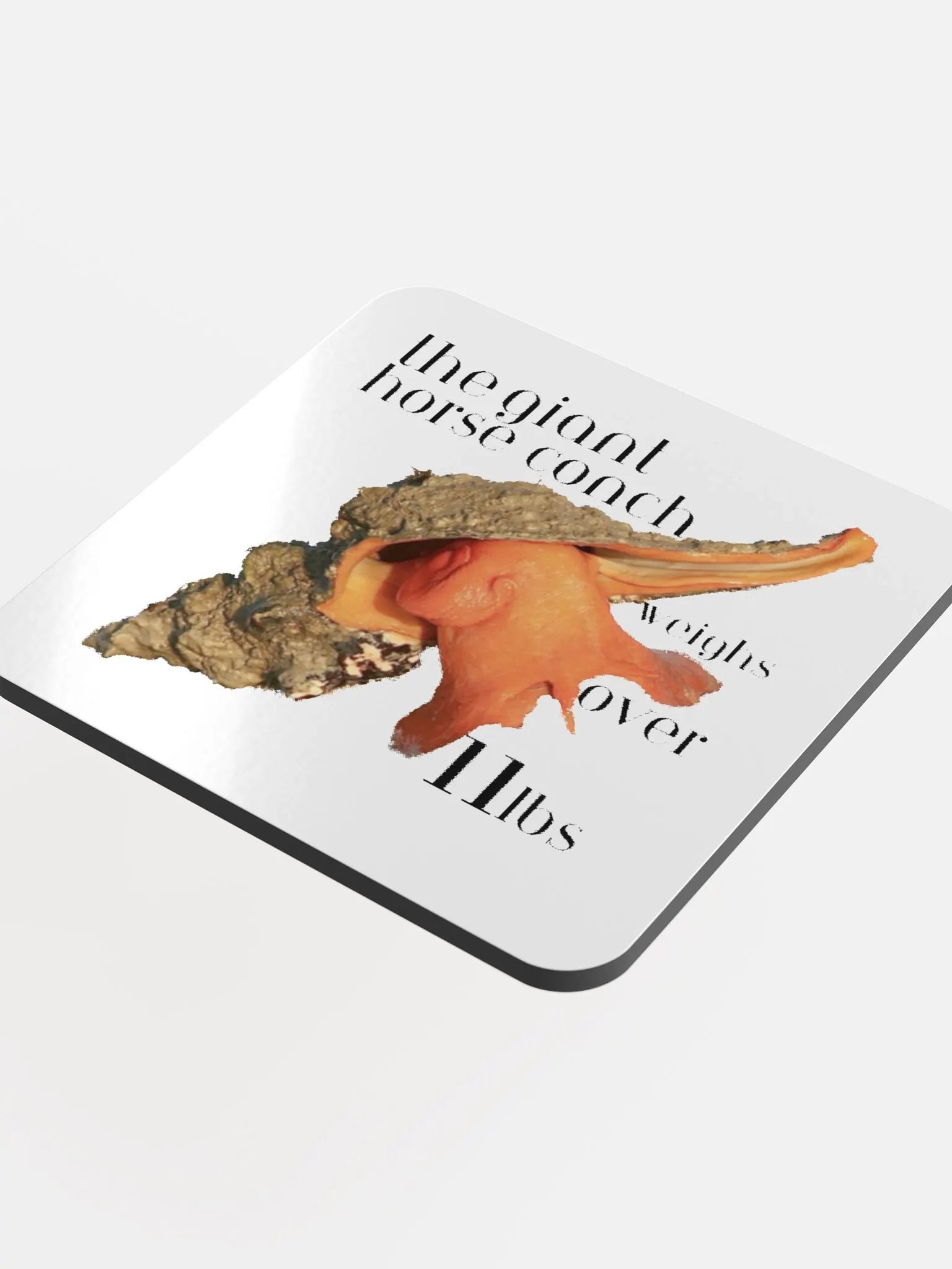 Conch Coaster product image (4)