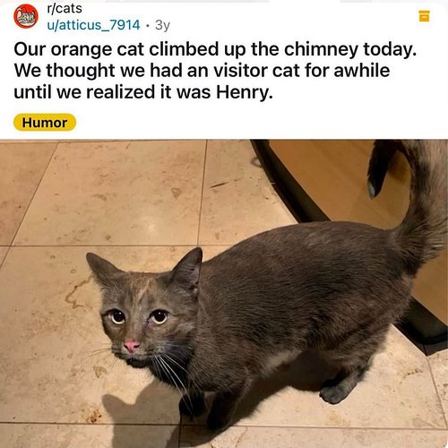 orange undercover 🐈🐈‍⬛
