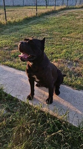 Brindle cane Corso girl Frida #canecorso #Maximaluxkennel