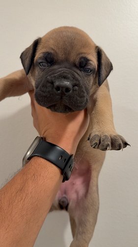 The GiRLs 😍 #bullmastiff #puppies #dog #puppy #fyp