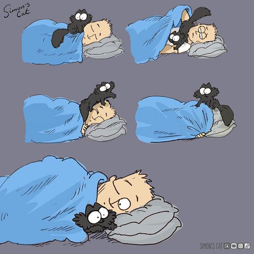 Do you have a pillow cat?! 🛌🐈‍⬛😺