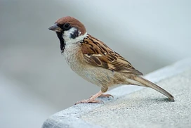 Suzume (Sparrows) tier thumbnail