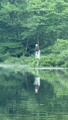 Caught this guy yesterday on cam while out fishing, got like 40 yards from him, closest I have been in the wild. #america #ba...