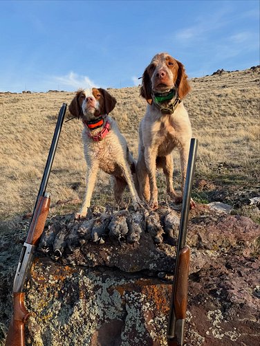 Yesterday we capped off three days in a row chasing birds with Dad. We were blessed with beautiful weather and masterful dog ...