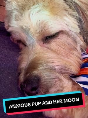 Just an anxious pup taking a nap 🐾🌑 #puppiesoftiktok #dogtok #orbiter #anxiouspup #noahkahan 