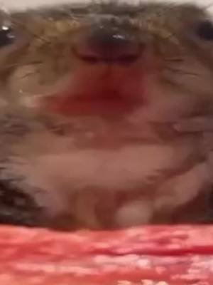#squirrel 