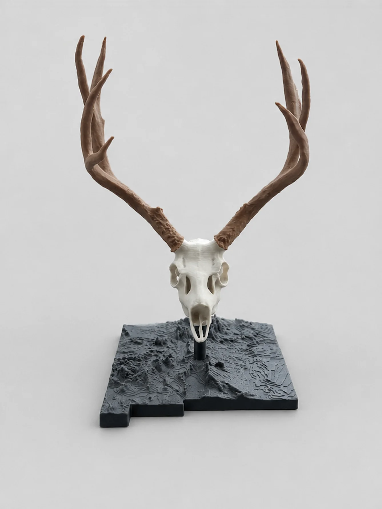 Mule Deer Euro Mount product image (1)