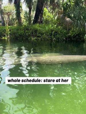same manatee or different manatee every time 🤔 #thewetterthebetter #parktok #onlyparks #trendingvideo #tiktokviral 