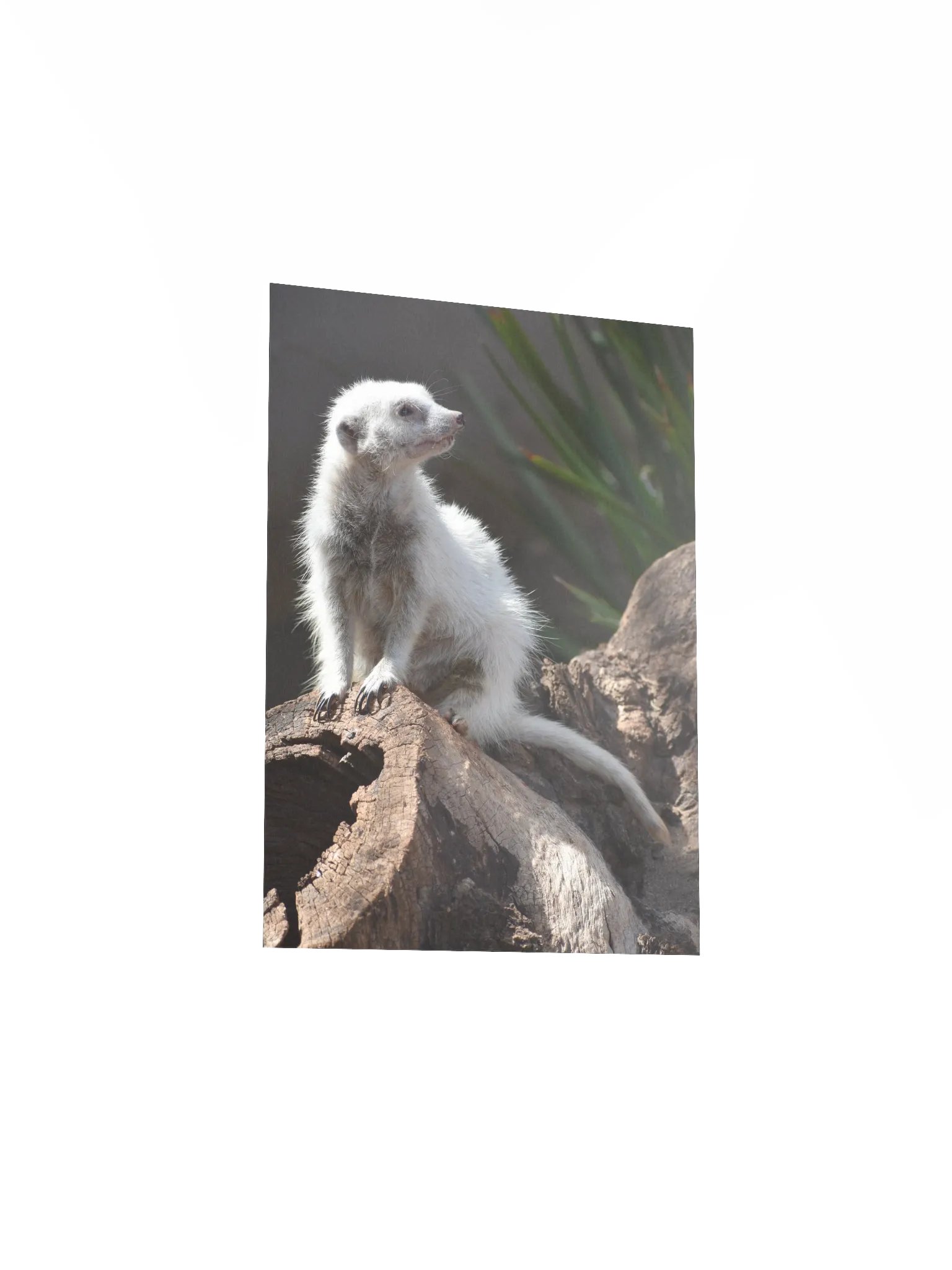 Meerkat product image (3)
