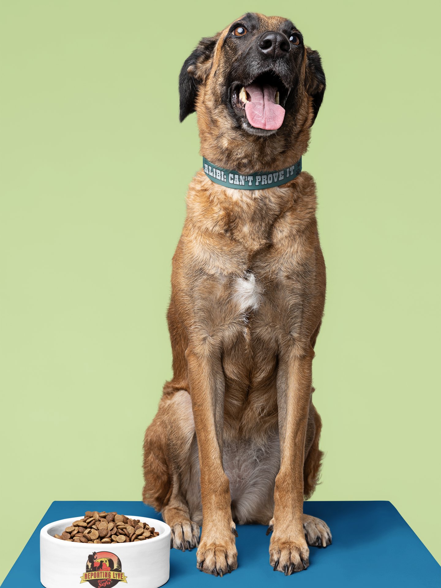 No Alibi No Regrets Dog Collar and Leash Set product image (14)