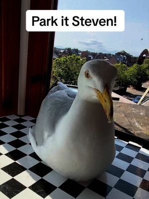 Steven knows he only gets the salmon if he parks his cheeks… he’s such a good boy 🥹 #fyp #foryou #seagull #birds #feedingsteven
