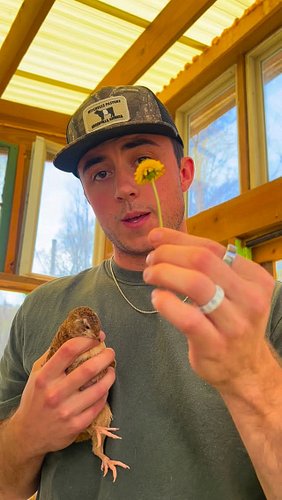 I think there’s a reason companies like RoundUp pushed so hard to have dandelions seen as “weeds”… but maybe I’m just a consp...