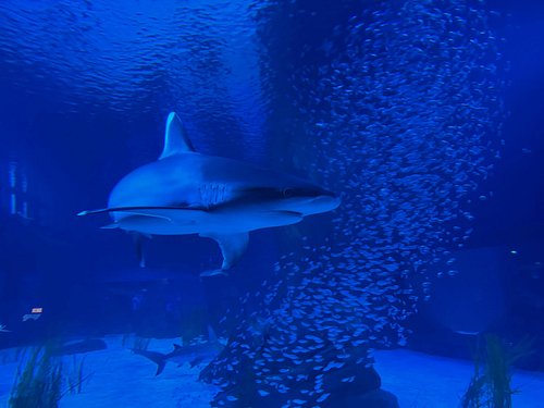 Spent the weekend at Dreamhack, got to visit an aquarium that was on my bucket list with someone very special to me. I got to...